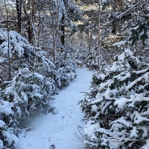 Meet your Posher, Penny